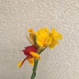 Photo of the plant species Daffodil by @YouthfulChia69 named Scarlett on Greg, the plant care app