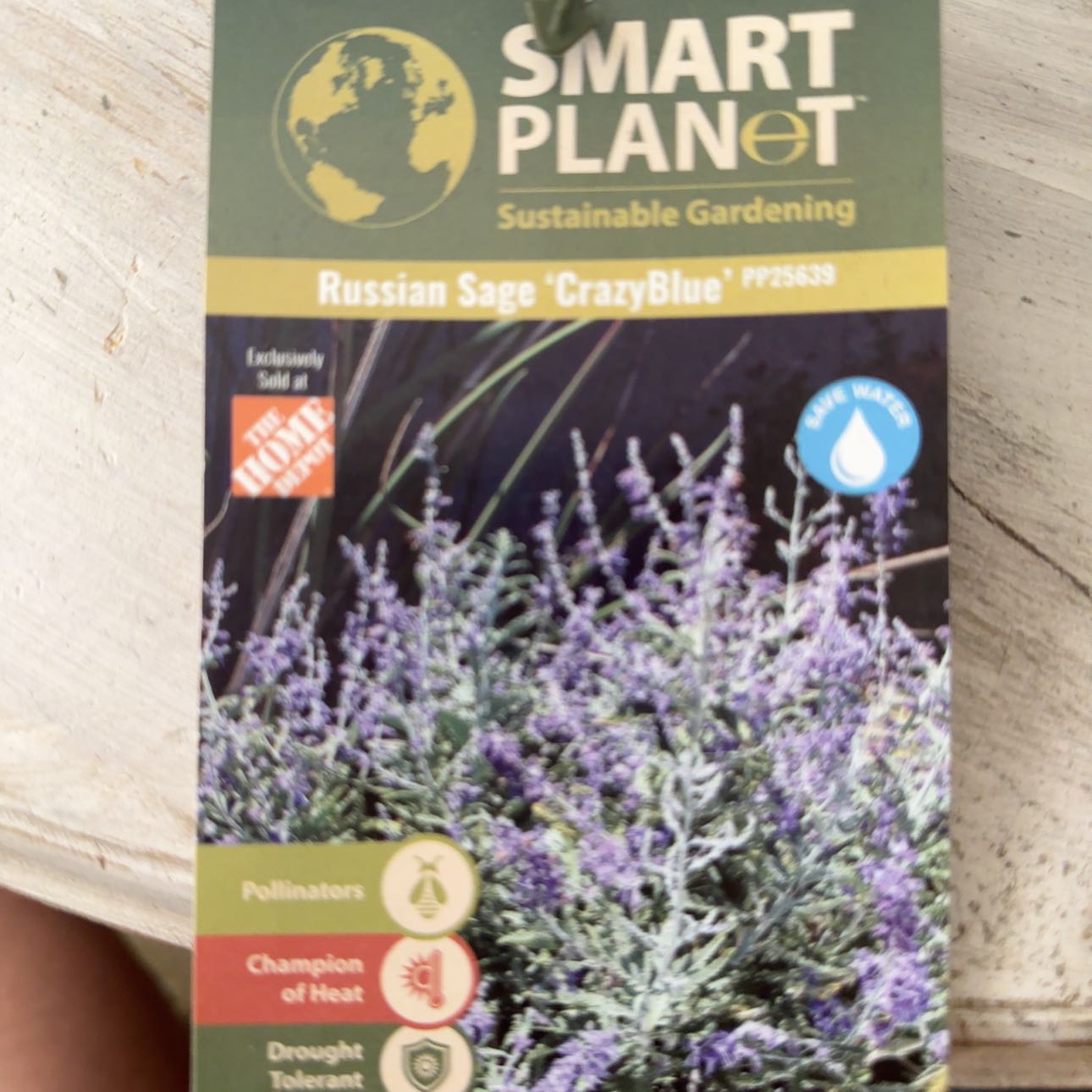 Photo of the plant species Russian Sage 'Crazy Blue' by @AwakeRedbean27 named Kardashian on Greg, the plant care app