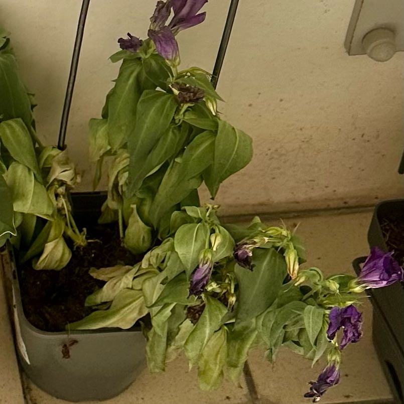 Keep Your Trailing Petunia Alive: Light, Water & Care Instructions