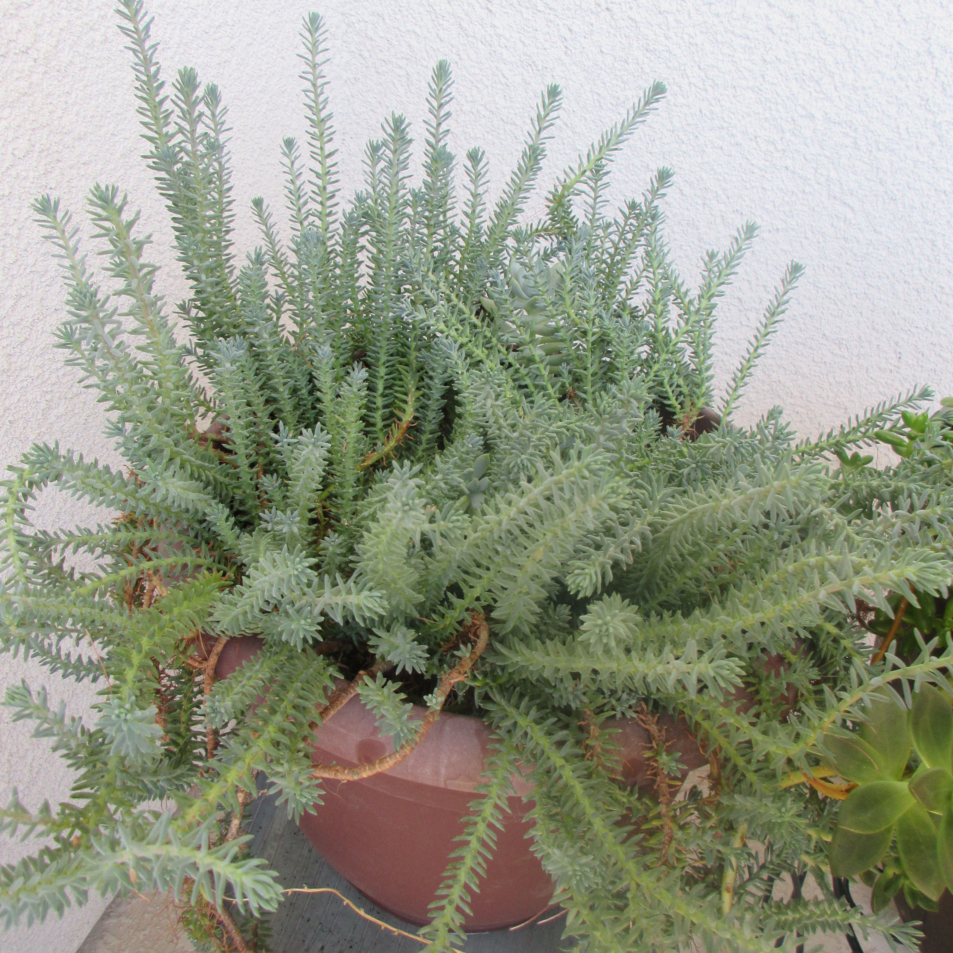 Photo of the plant species Petrosedum rupestre 'Blue Spruce' by @Mirnamooma named Forrest on Greg, the plant care app
