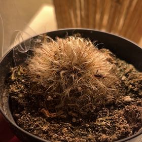 Photo of the plant species Powder Puff Cactus by @TastyPigfern47 named Buttercup on Greg, the plant care app