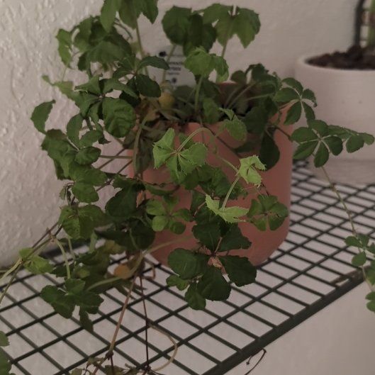Photo of the plant species Sugarvine by @FieryChives34 named Madonna on Greg, the plant care app