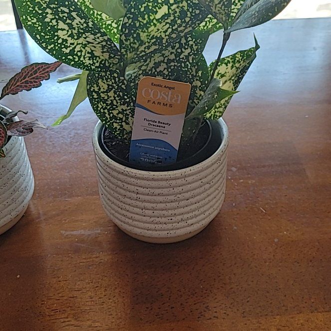 Photo of the plant species Florida Beauty by @WittyNoblefir7 named Fernie Saunders on Greg, the plant care app