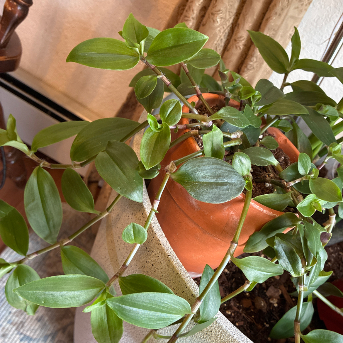 Photo of the plant species Spiderwort by @UnharmedLime named Spiderwort on Greg, the plant care app