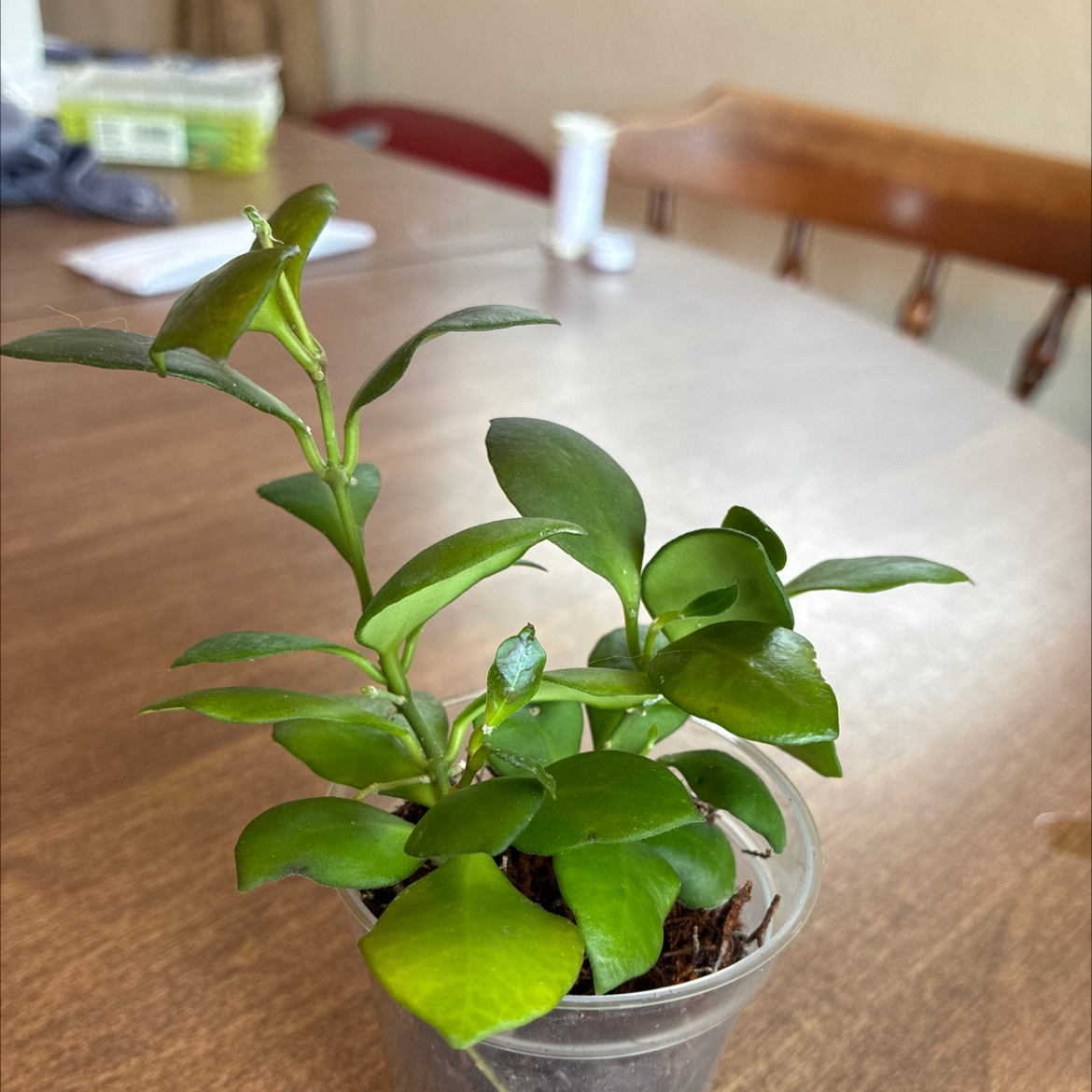 Photo of the plant species Hoya heuschkeliana by @UnharmedLime named Pink Hoya on Greg, the plant care app