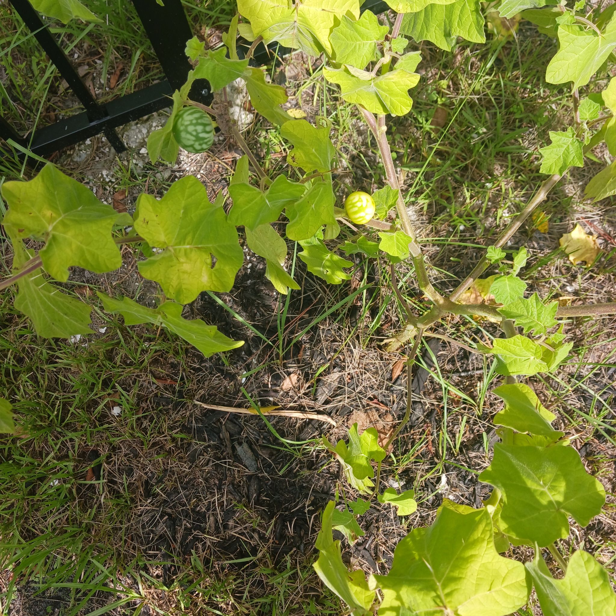 Photo of the plant species Cretan Bryony by @CredibleBalsam named Miley on Greg, the plant care app