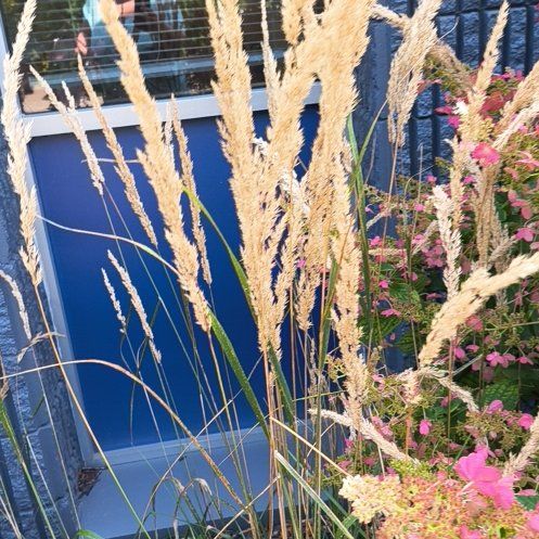 Photo of the plant species Calamagrostis arenaria by @BuffBigfoot63 named Sahara on Greg, the plant care app