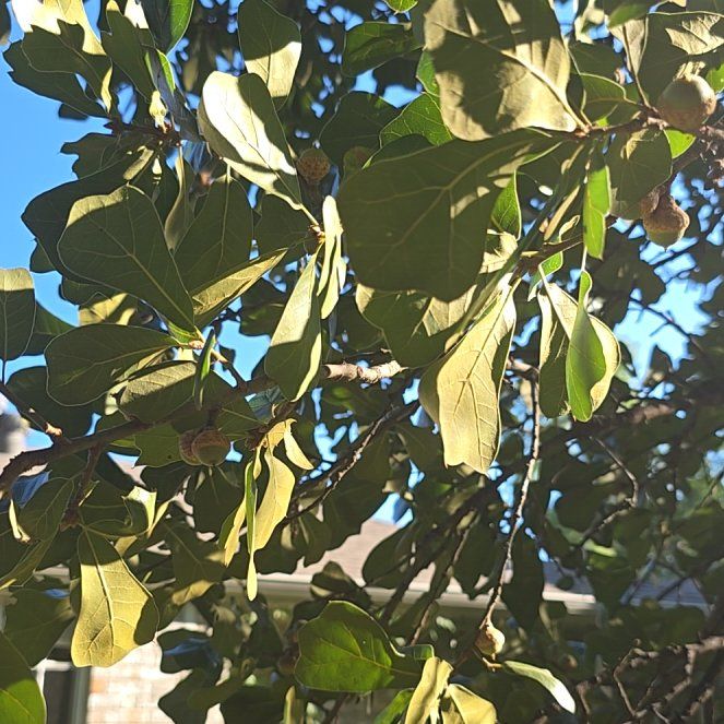 Photo of the plant species Water Oak by @YernCatgrass51 named McKinley on Greg, the plant care app