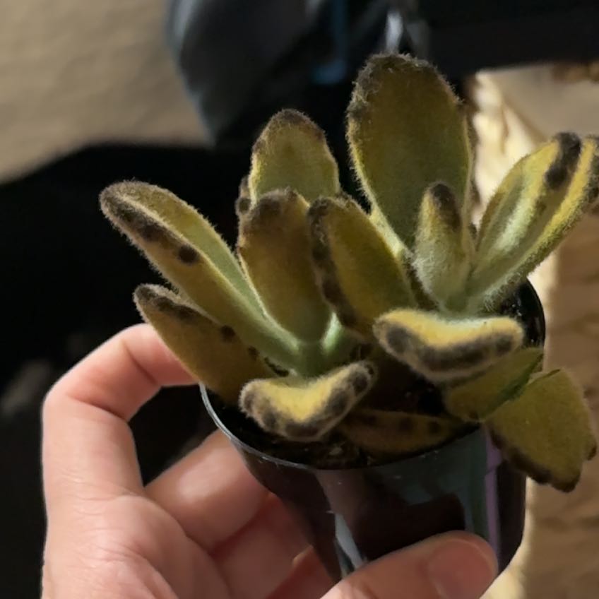 Photo of the plant species Teddy Bear Panda Plant by @xkiwix named 🍃🪷 on Greg, the plant care app