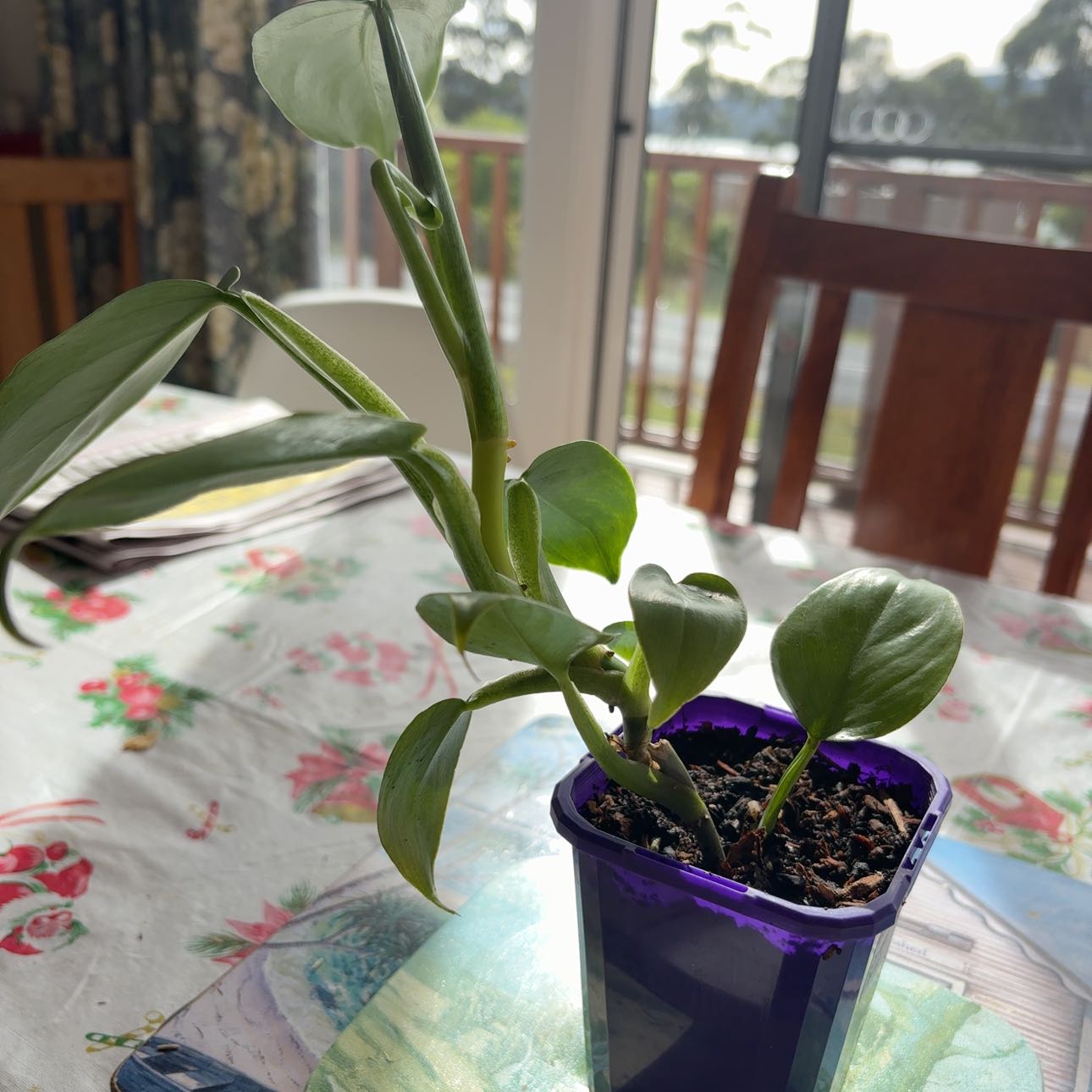 Photo of the plant species Silver Sword Philodendron by Mel named Gomez on Greg, the plant care app