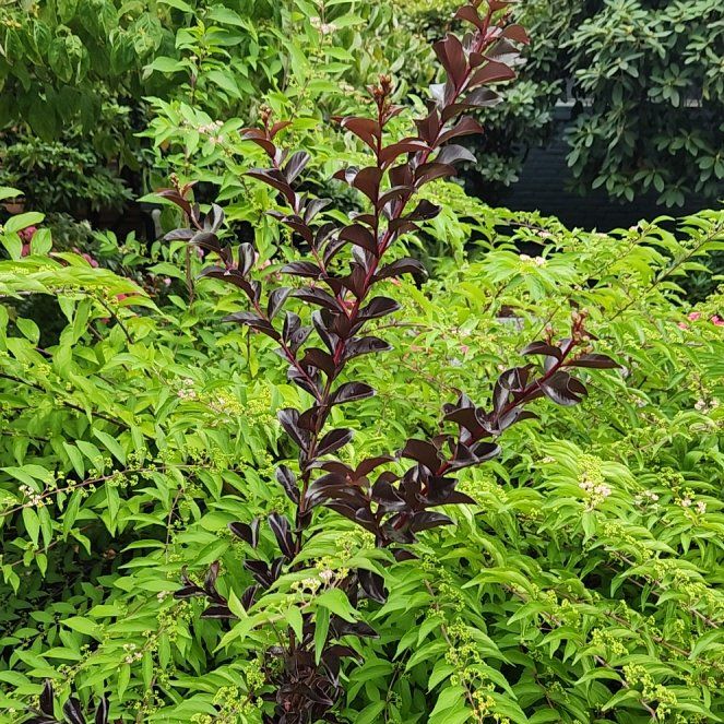 Photo of the plant species Evergreen Huckleberry by @FunBucaneve30 named Delilah on Greg, the plant care app