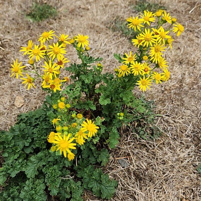 Photo of the plant species Senecio Jacobaea by @FunBucaneve30 named Madonna on Greg, the plant care app