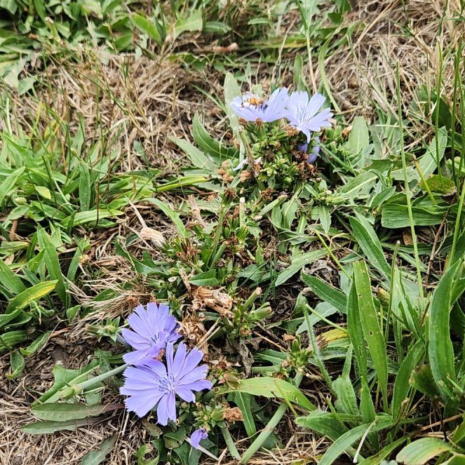 Photo of the plant species Chickory by @FunBucaneve30 named Lebron on Greg, the plant care app