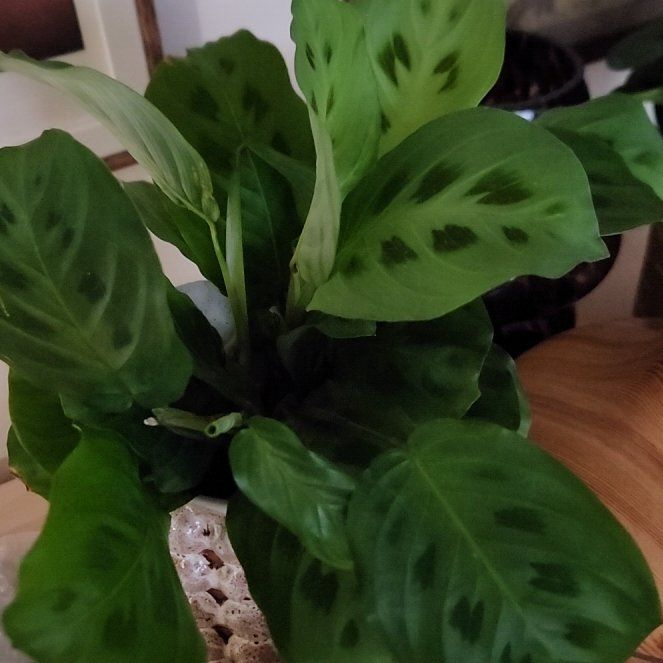 Photo of the plant species Peacock Plant by @SybariticOxlip named ChloroPhil on Greg, the plant care app