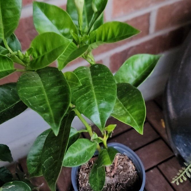 Photo of the plant species A Carnival Of Blooms by @SybariticOxlip named Darwin on Greg, the plant care app
