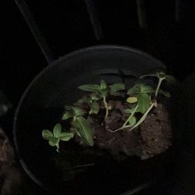 Photo of the plant species Mini Sun Sunflower by @LordBluebroom18 named Austen on Greg, the plant care app
