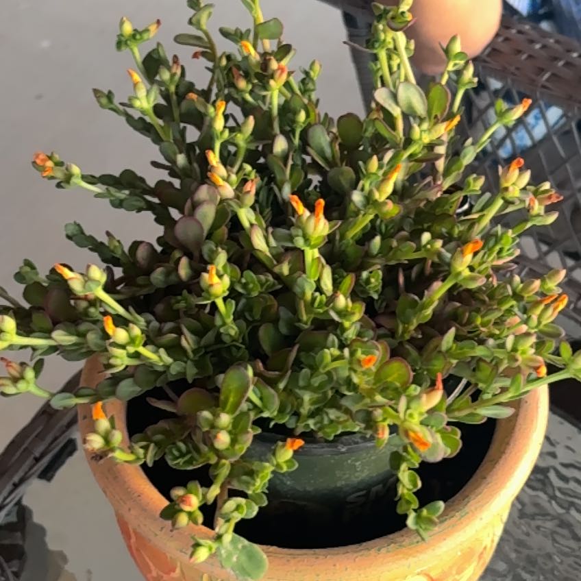 Photo of the plant species Portulaca oleracea 'Mega Pazzaz' by @YoungGerbera21 named Sir Plancelot on Greg, the plant care app
