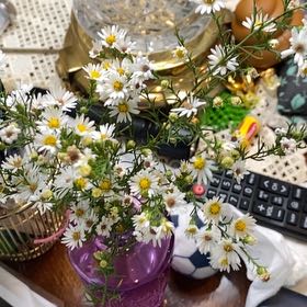 Photo of the plant species Heath Aster by @ProAchiote29 named Cleopatra on Greg, the plant care app