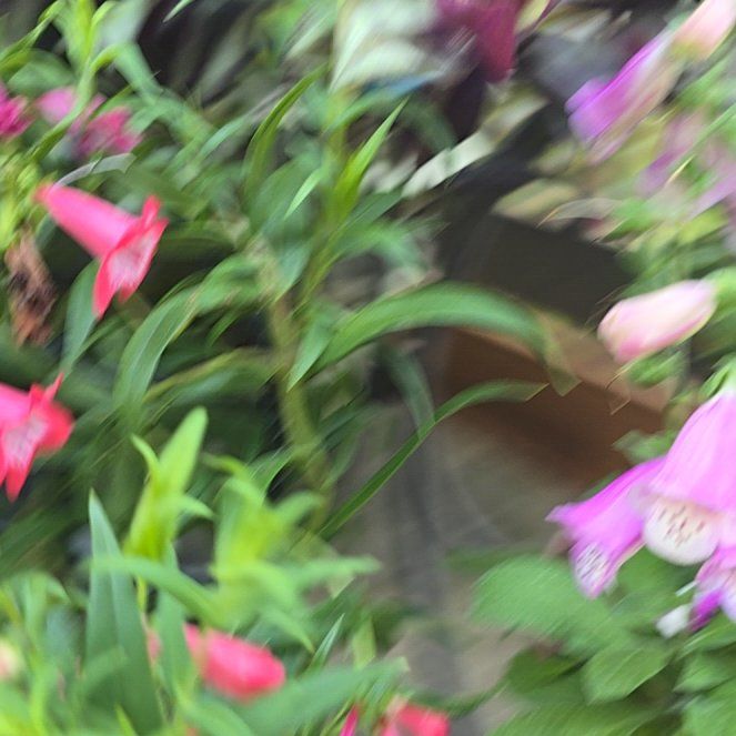 Photo of the plant species Red Penstemon by @YevePalqui29 named Kendall on Greg, the plant care app