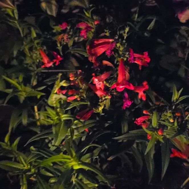 Photo of the plant species Red Penstemon by @YevePalqui29 named Huckleberry Fern on Greg, the plant care app