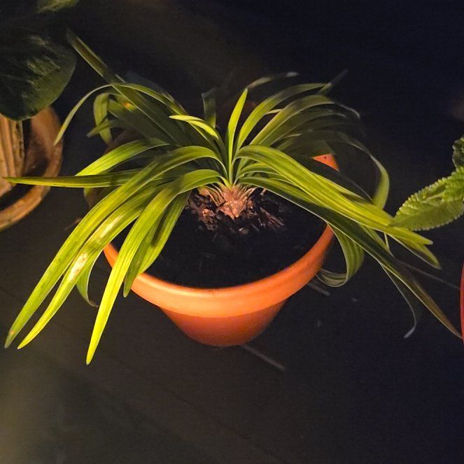 Photo of the plant species Lilyturf by @YevePalqui29 named Beckham on Greg, the plant care app