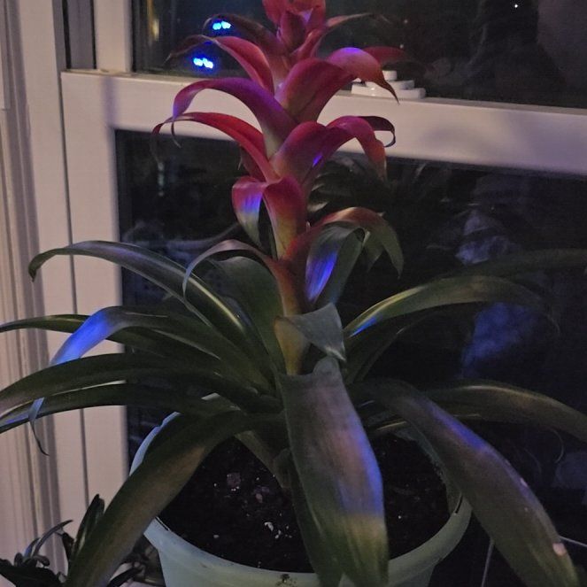 Photo of the plant species Bromeliads by @YevePalqui29 named Prince on Greg, the plant care app