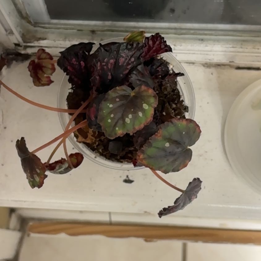 Photo of the plant species Rex Begonia Vine by @Autumn112001 named Spot on Greg, the plant care app