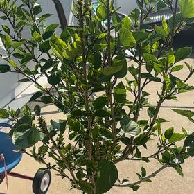 Photo of the plant species Hibiscus Tree by @UberDovetree19 named Mollie on Greg, the plant care app