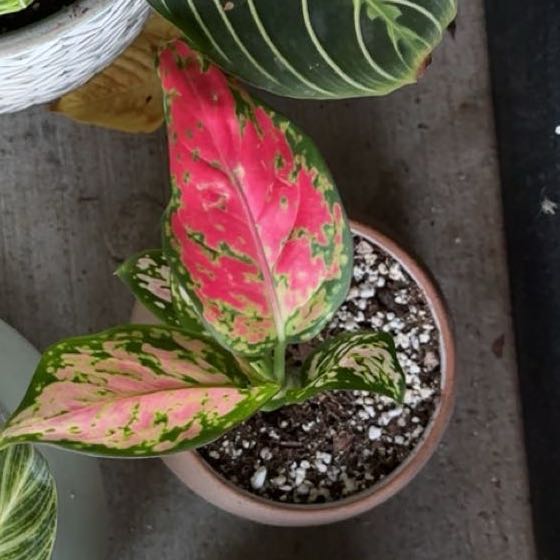 Photo of the plant species Aglaonema Red Valentine Chinese Evergreen by @ForeverMiro98 named Maya on Greg, the plant care app