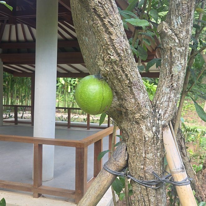 Photo of the plant species Calabash Tree by @SightlyGray92 named Terra on Greg, the plant care app