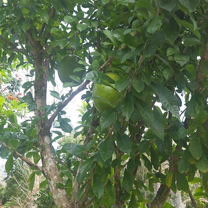 Photo of the plant species Calabash Tree by @SightlyGray92 named Bigleef Smalls on Greg, the plant care app