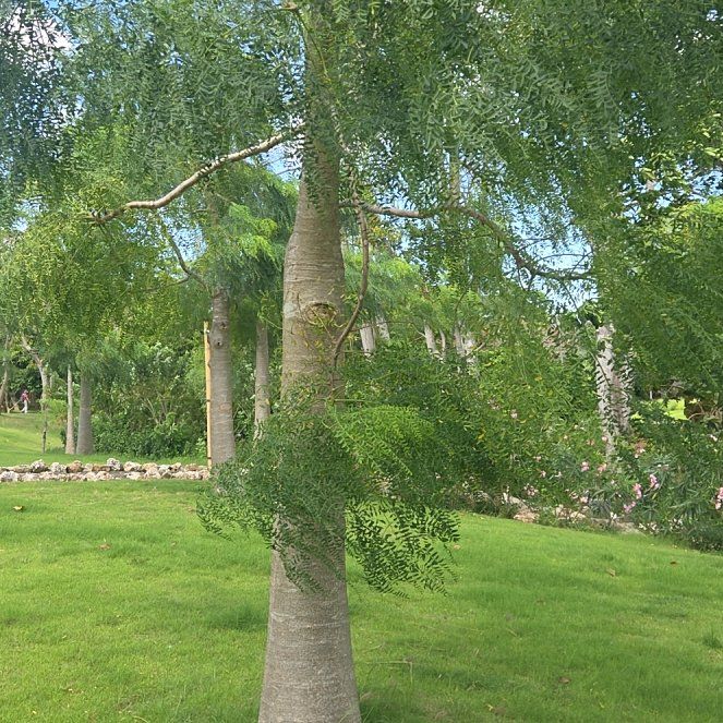 Photo of the plant species Common Birch by @SightlyGray92 named Mando on Greg, the plant care app