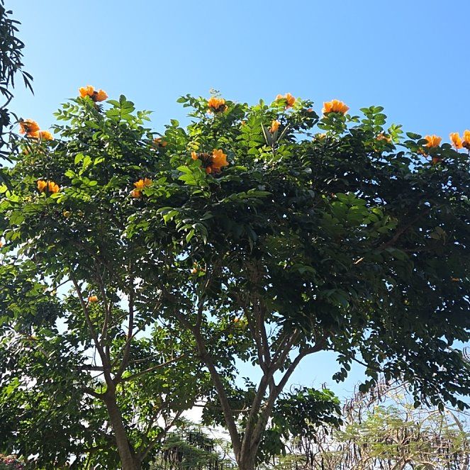 Photo of the plant species African Tuliptree by @SightlyGray92 named Michelle Branch on Greg, the plant care app