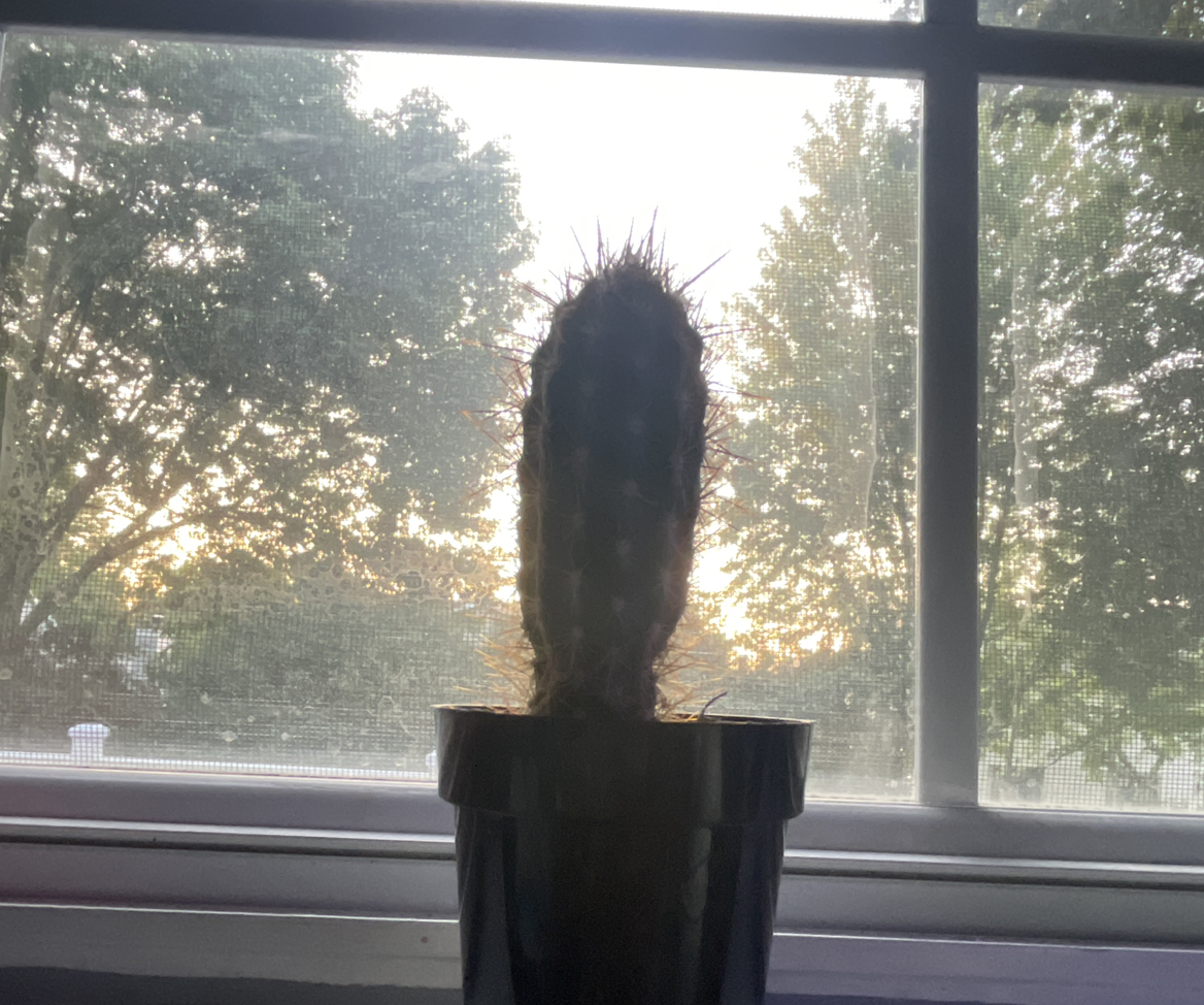Photo of the plant species Xique-Xique by @GiddyNoognug49 named marley on Greg, the plant care app
