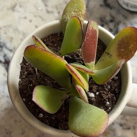 Photo of the plant species Assorted Crassula by @ColossalBeech58 named Rosa on Greg, the plant care app