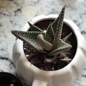 Photo of the plant species Pillansii by @ColossalBeech58 named Robert Plant on Greg, the plant care app