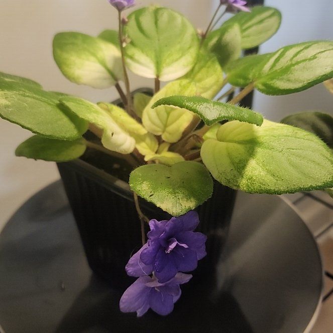 Photo of the plant species Variegated African Violet by @heyjp named Variegated Trailing Cool Purple African Violet on Greg, the plant care app