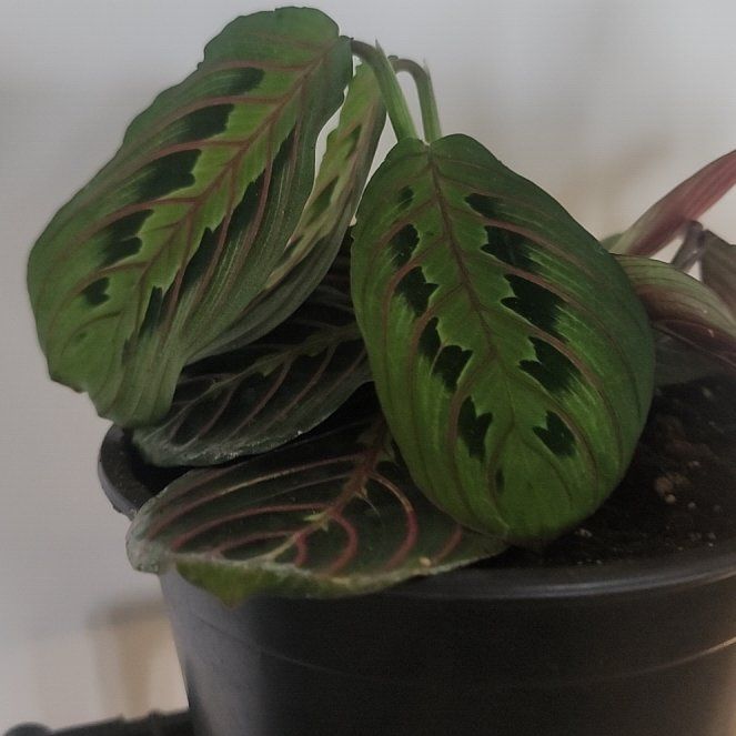 Red prayer plant