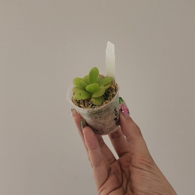 Photo of the plant species Butterwort by @heyjp named Spike Leaves on Greg, the plant care app