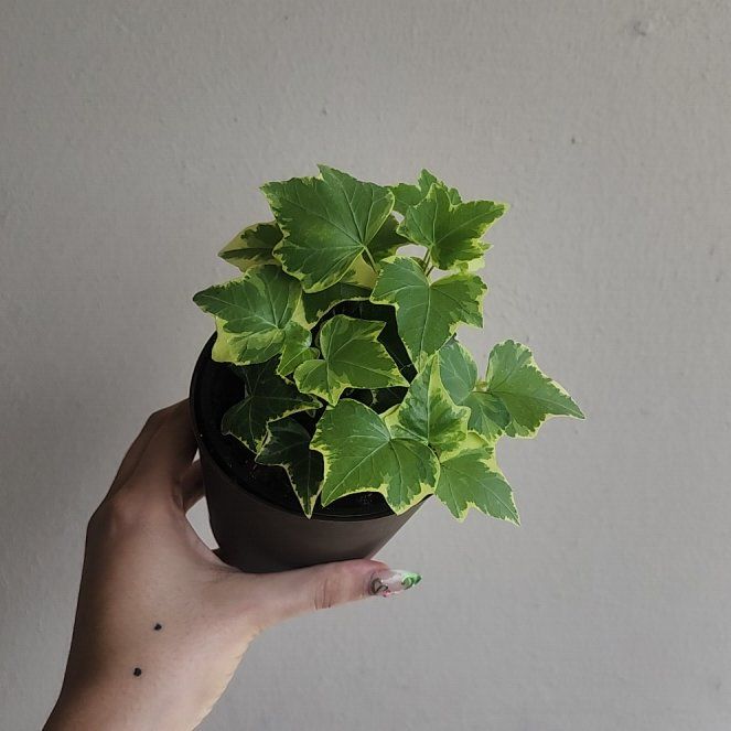 Photo of the plant species English Ivy 'Goldchild' by @heyjp named Goldchild English Ivy on Greg, the plant care app