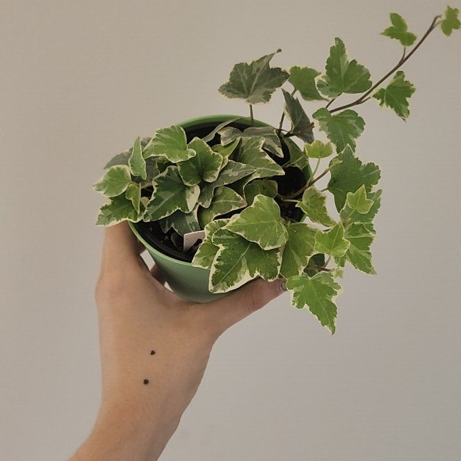 Photo of the plant species Ivy by @heyjp named Glacier English Ivy on Greg, the plant care app