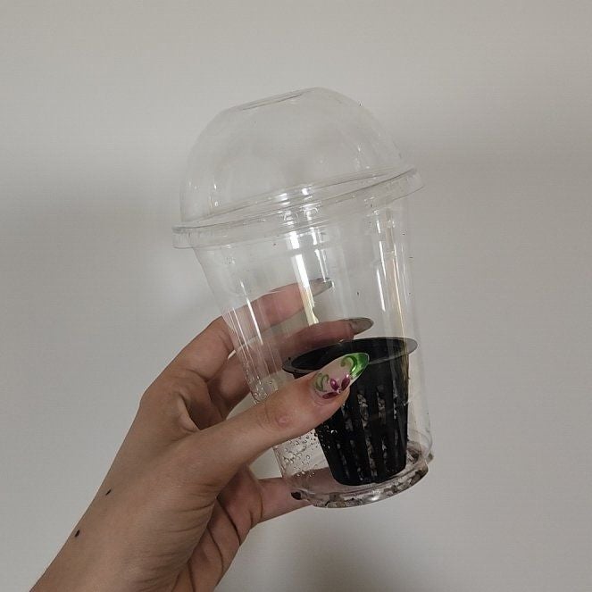 Photo of the plant species Alocasia Pink Dragon Variegated by @heyjp named Variegated Pink Dragon CORM on Greg, the plant care app