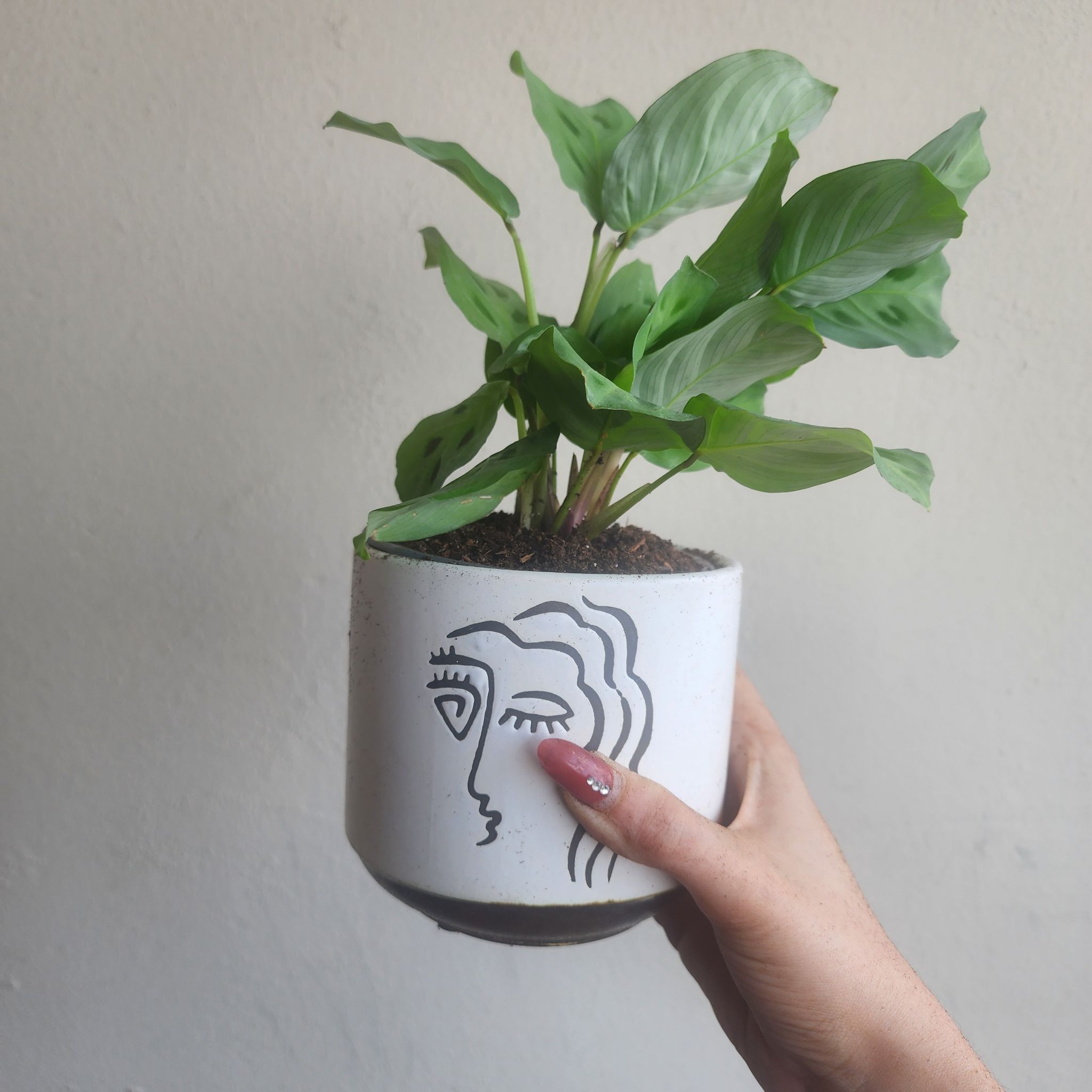 Photo of the plant species Maranta Prayer Plant by @heyjp named Rabbit Tracks Prayer Plant on Greg, the plant care app