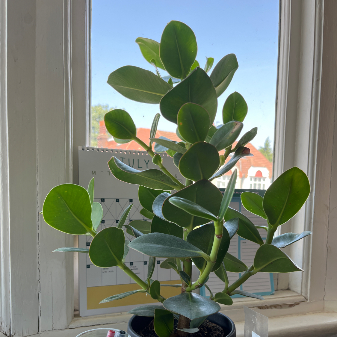 Photo of the plant species Dwarf clusia by Abigail named Dolores on Greg, the plant care app