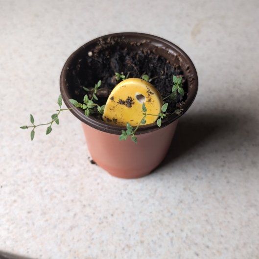 Photo of the plant species Thyme by @FavoriteHope59 named Rainier on Greg, the plant care app