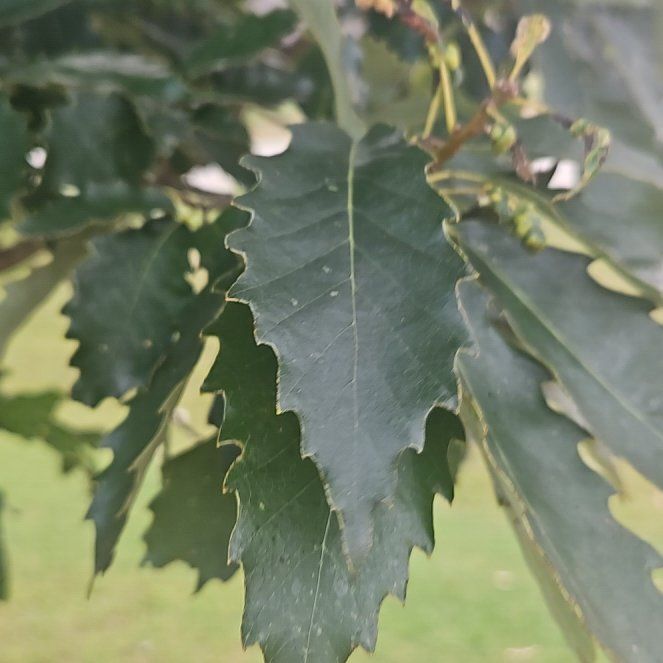 Photo of the plant species Chinkapin Oak by @DoyenneOlneya55 named Luna on Greg, the plant care app