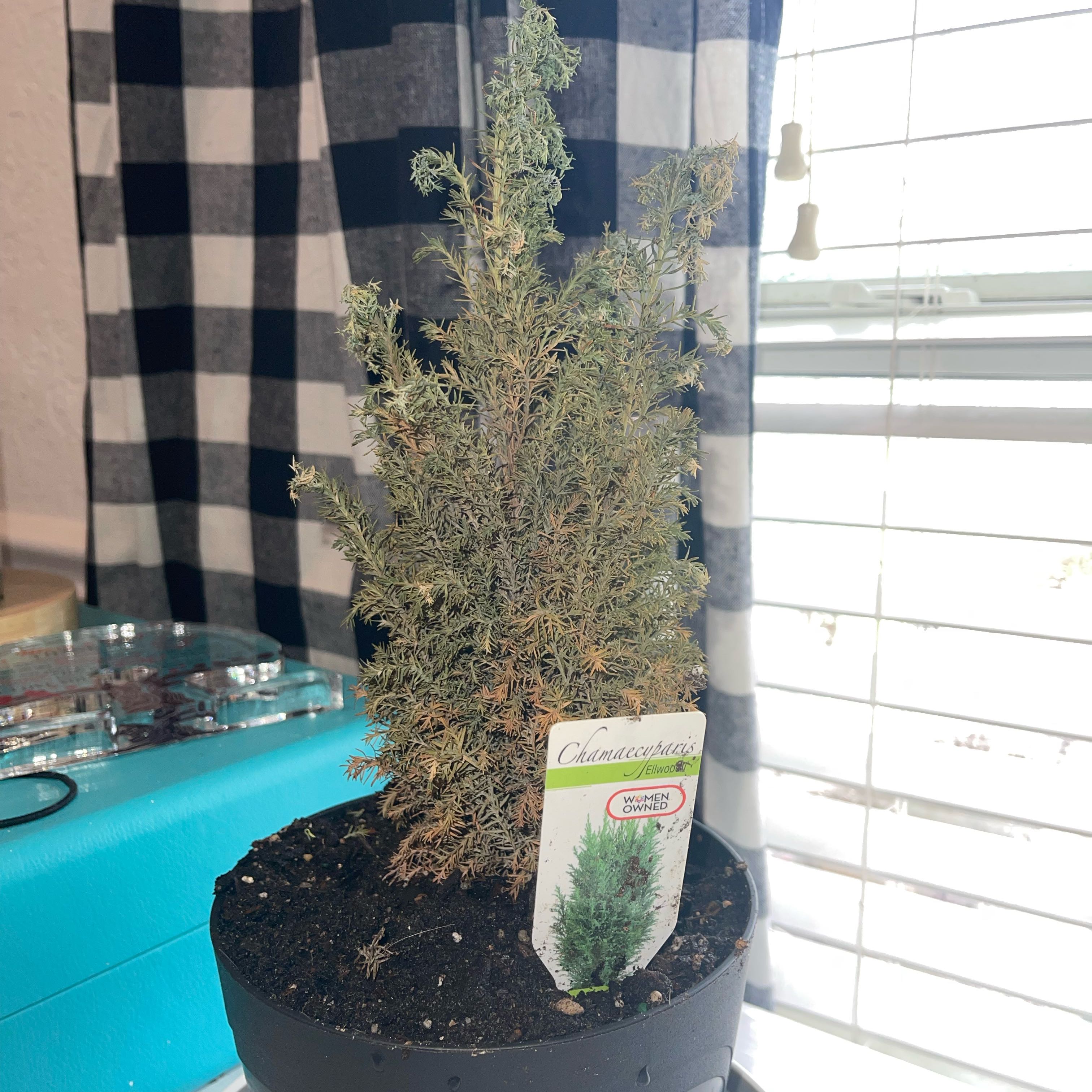 Photo of the plant species Atlantic White Cedar by @AdmiredKowhai9 named Gomez on Greg, the plant care app