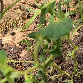 Photo of the plant species New Zealand Spinach by @TotalOcotillo48 named Duke on Greg, the plant care app