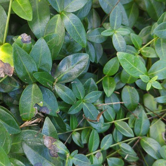 Photo of the plant species Lesser Periwinkle by @HipRedlog60 named Aristotle on Greg, the plant care app