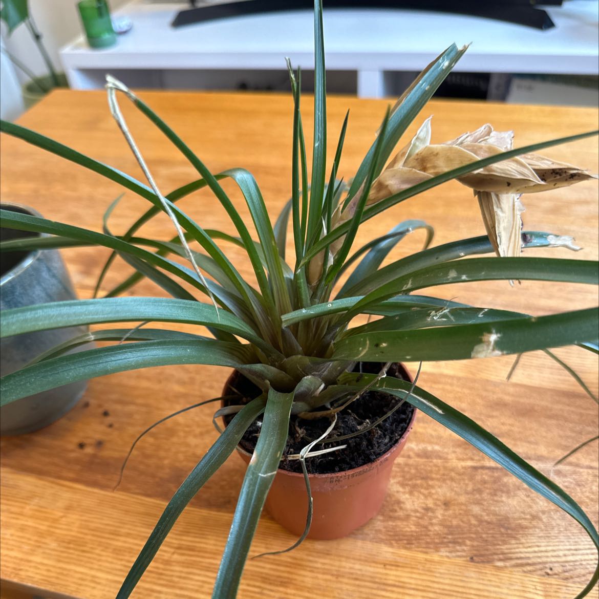 Pink Quill plant in a small pot with some browning leaves, placed on a wooden surface.